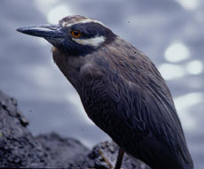 Yellow-crowned Night Heron