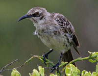 Galápagos Mockingbird