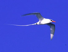 Tropicbird