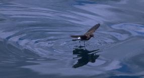 Elliot's Storm Petrel