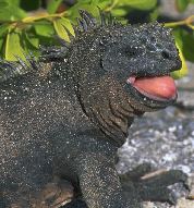 Iguana Tongue